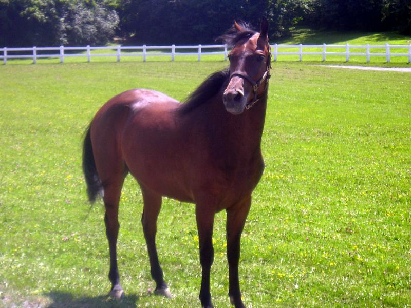 morganhorse